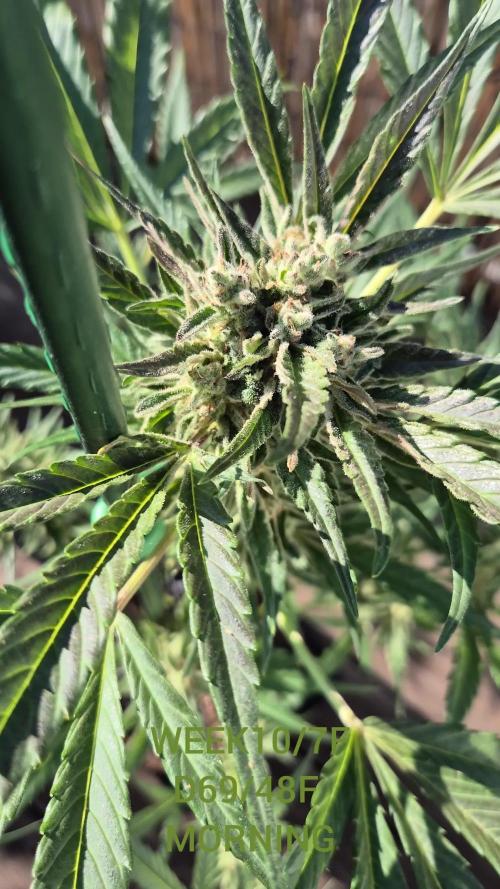 • GUAVA • OUTDOOR •