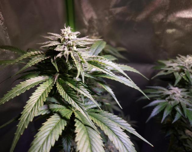 Outdoor moves Indoor Experiment/Breeding. Week 6