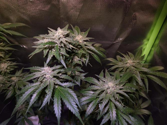 Outdoor moves Indoor Experiment/Breeding. Week 6