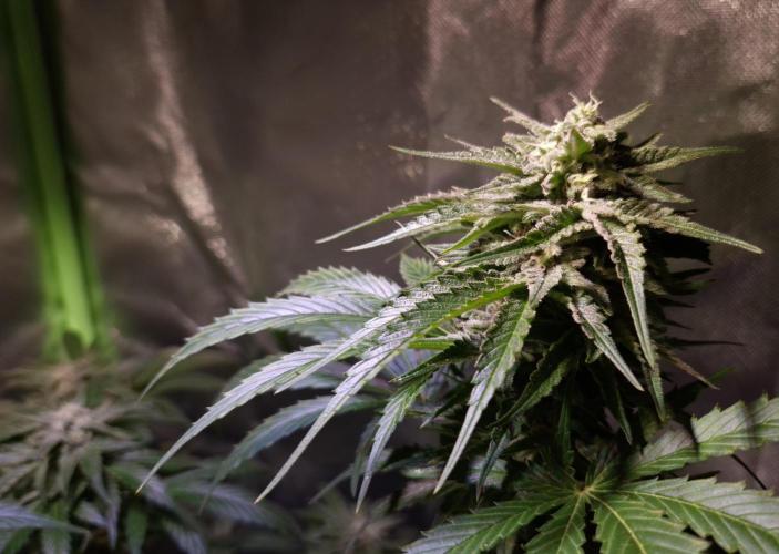 Outdoor moves Indoor Experiment/Breeding. Week 6