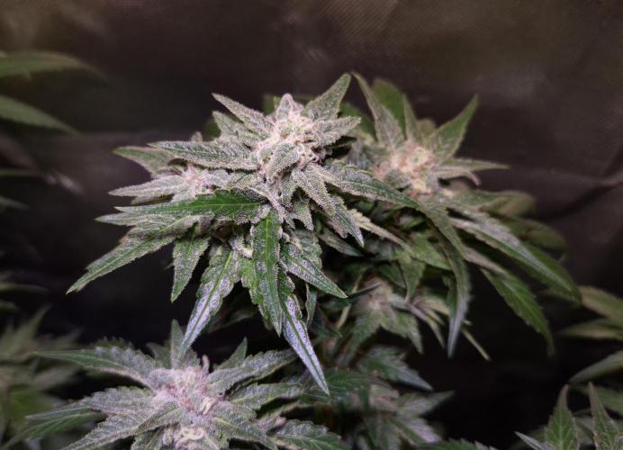 Outdoor moves Indoor Experiment/Breeding. Week 6