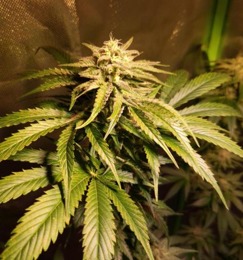 Outdoor moves Indoor Experiment/Breeding. Week 6