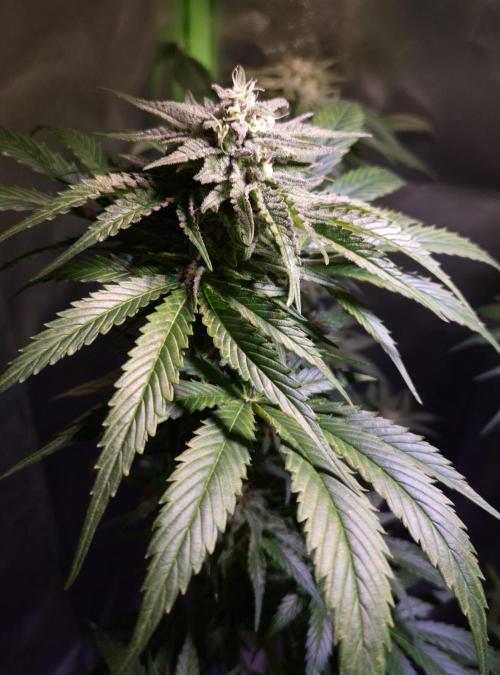 Outdoor moves Indoor Experiment/Breeding. Week 6