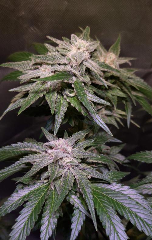 Outdoor moves Indoor Experiment/Breeding. Week 6