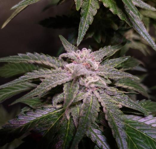 Outdoor moves Indoor Experiment/Breeding. Week 6