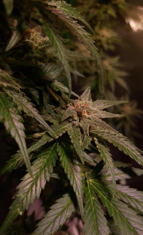 Outdoor moves Indoor Experiment/Breeding. Week 6