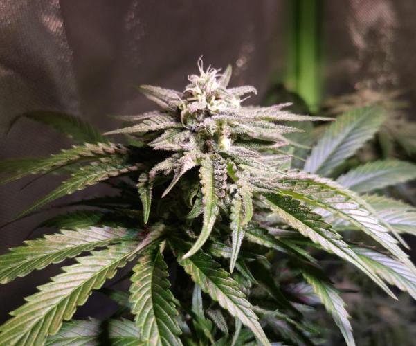 Outdoor moves Indoor Experiment/Breeding. Week 6