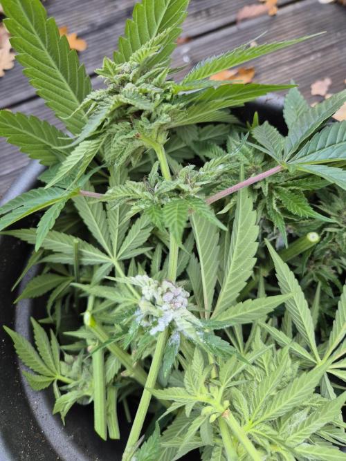 Outdoor moves Indoor Experiment/Breeding. Week 6 - AppleBlossom 