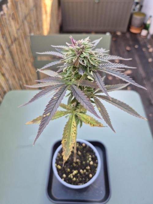 Outdoor moves Indoor Experiment/Breeding. Week 6 - Zmakdaun #2