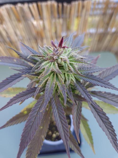 Outdoor moves Indoor Experiment/Breeding. Week 6