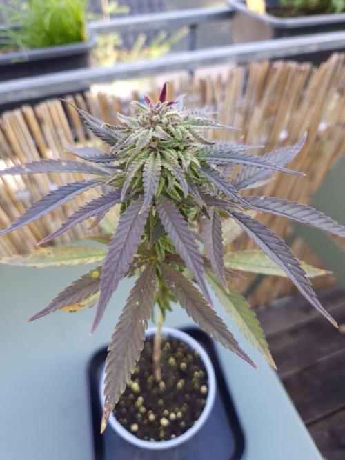 Outdoor moves Indoor Experiment/Breeding. Week 6