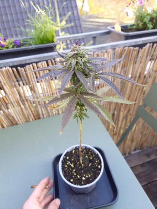 Outdoor moves Indoor Experiment/Breeding. Week 6