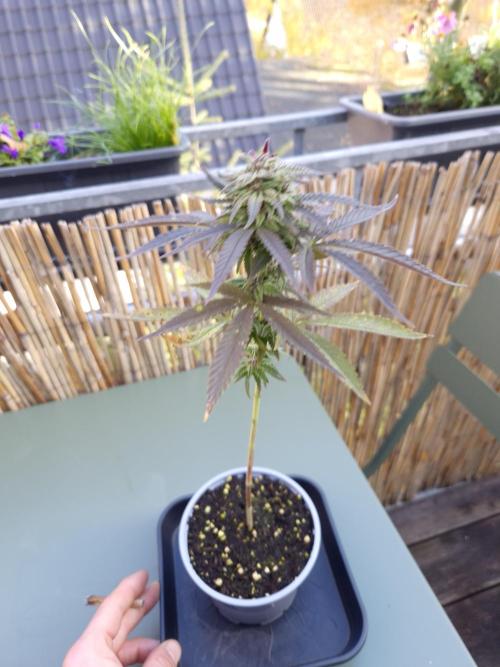 Outdoor moves Indoor Experiment/Breeding. Week 6