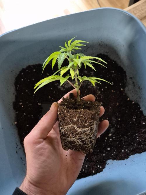 •LEMONITE • CLONES•. Week 1 - 1