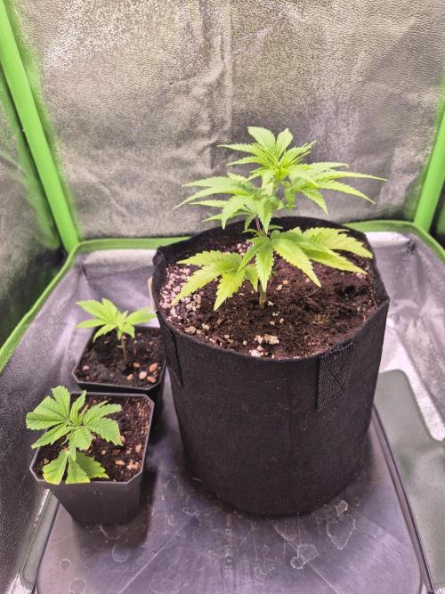 •LEMONITE • CLONES•. Week 1 - 2