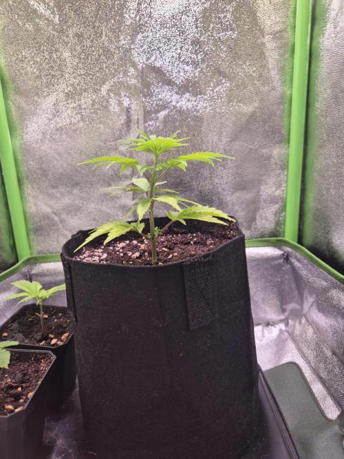 •LEMONITE • CLONES•. Week 1 - 3