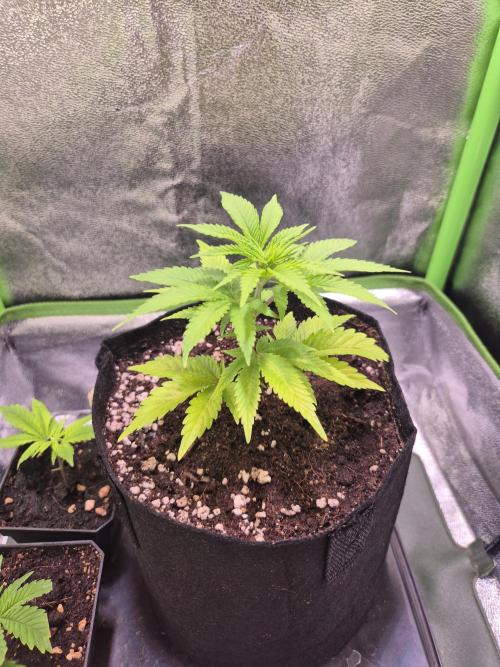 •LEMONITE • CLONES•. Week 1 - 4