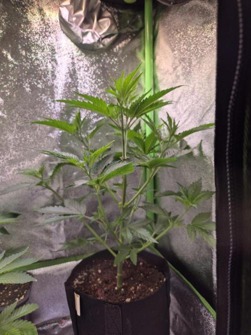 •LEMONITE • CLONES•. Week 1 - 5