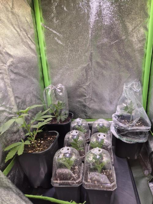 •LEMONITE • CLONES•. Week 1 - 6