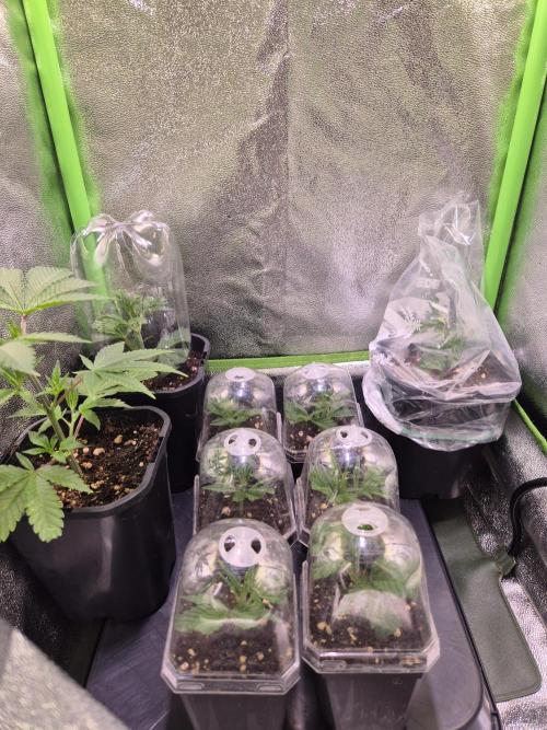 •LEMONITE • CLONES•. Week 1 - 7