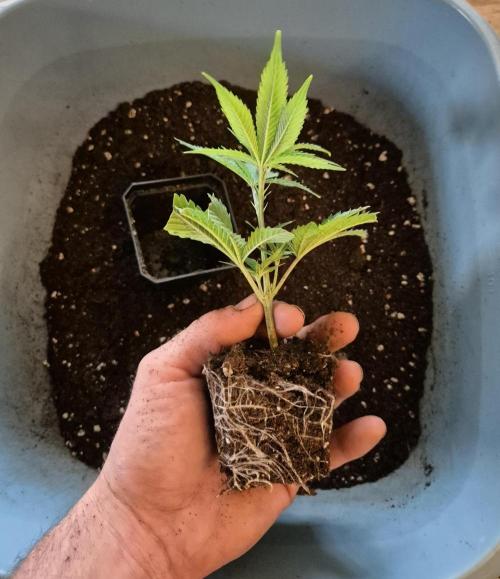 •LEMONITE • CLONES•. Week 1 - 8