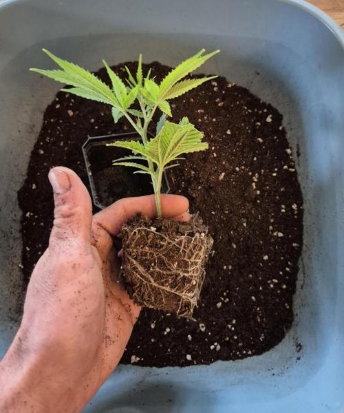 •LEMONITE • CLONES•. Week 1 - 9