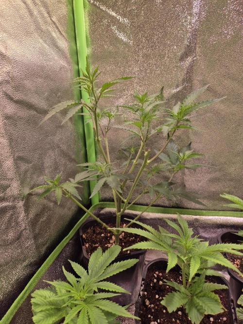 •LEMONITE • CLONES•. Week 1 - 10