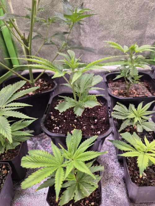 •LEMONITE • CLONES•. Week 1 - 11