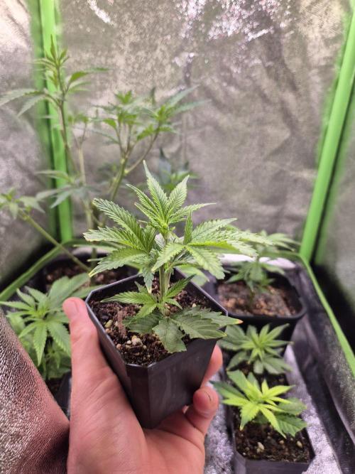 •LEMONITE • CLONES•. Week 1 - 12