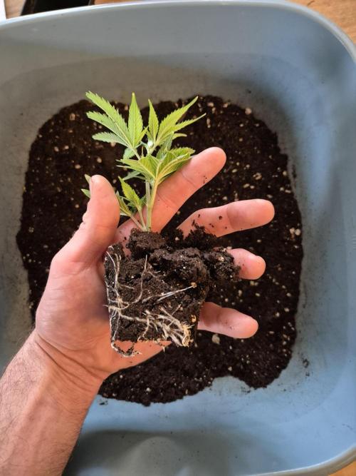 •LEMONITE • CLONES•. Week 1 - 13