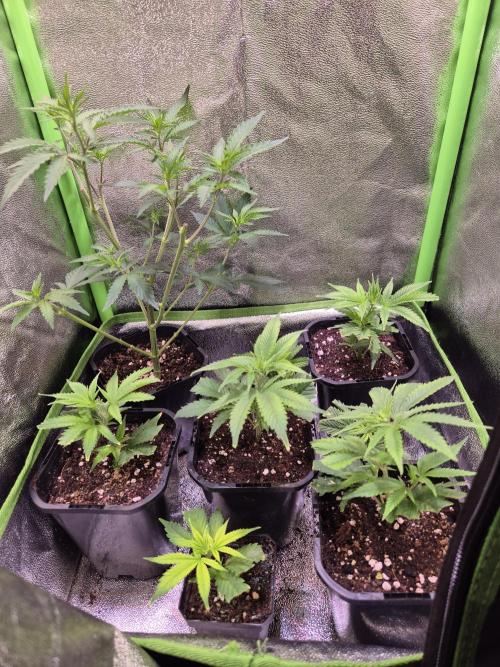 •LEMONITE • CLONES•. Week 1 - 14