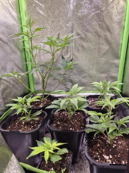 •LEMONITE • CLONES•. Week 1 - 15
