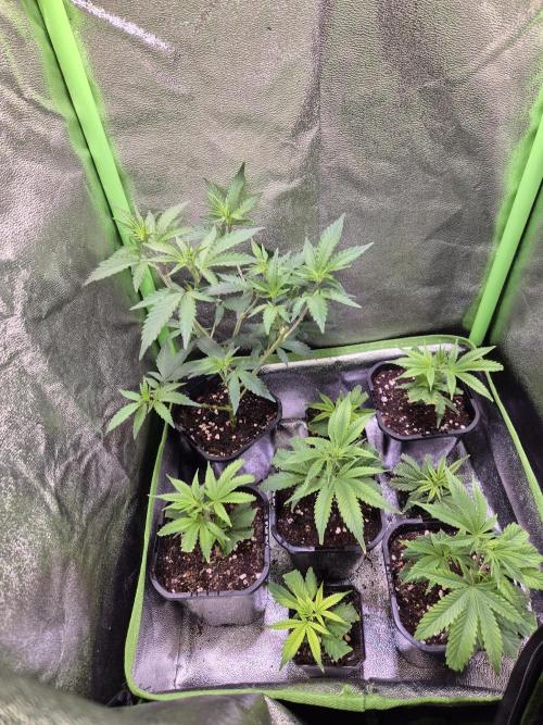 •LEMONITE • CLONES•. Week 1 - 16