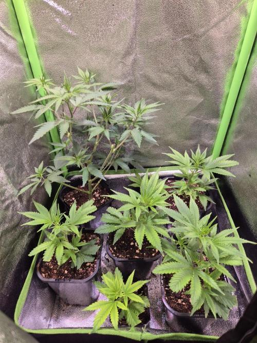 •LEMONITE • CLONES•. Week 1 - 17