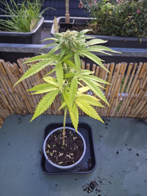 Outdoor moves Indoor Experiment/Breeding. Week 6 - Zmakdaun #2 