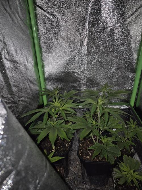 •LEMONITE • CLONES•. Week 1 - 18