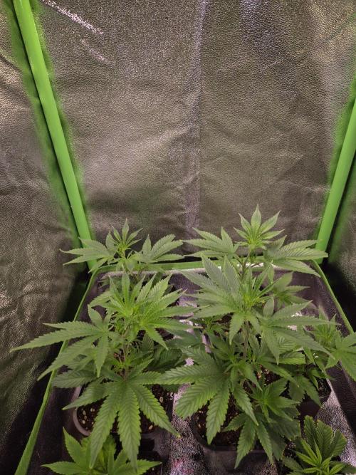 •LEMONITE • CLONES•. Week 1 - 19