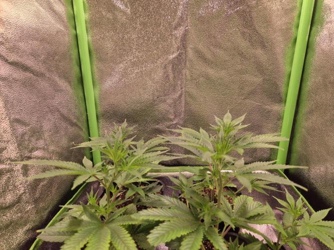 •LEMONITE • CLONES•. Week 1 - 20