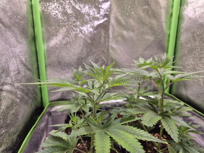 •LEMONITE • CLONES•. Week 1 - 21