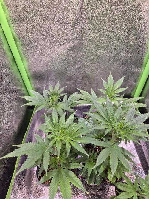 •LEMONITE • CLONES•. Week 1 - 22