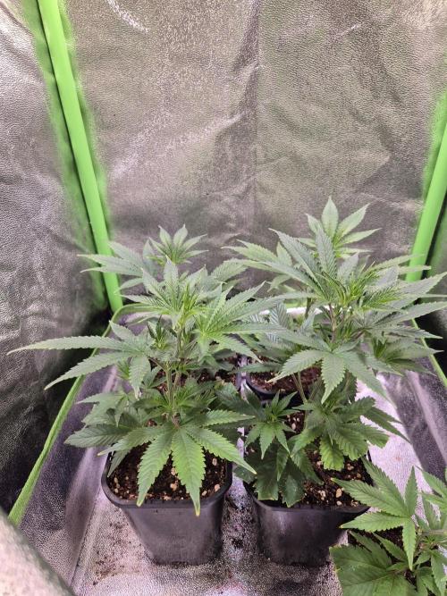 •LEMONITE • CLONES•. Week 1 - 23