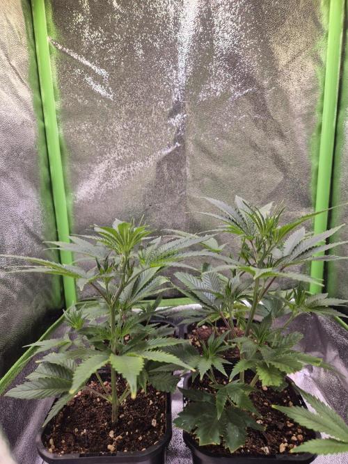 •LEMONITE • CLONES•. Week 1 - 24