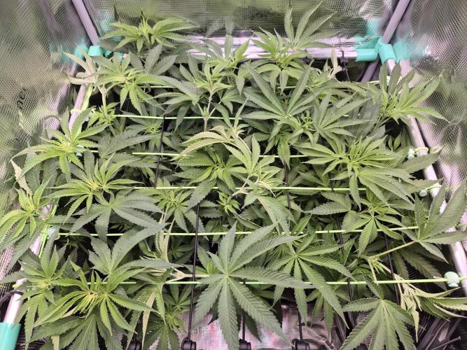 • LemonOrange •. Week 7 - D45/3F 