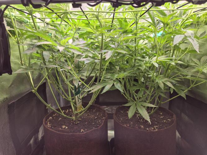 • LemonOrange •. Week 7 - D45/3F