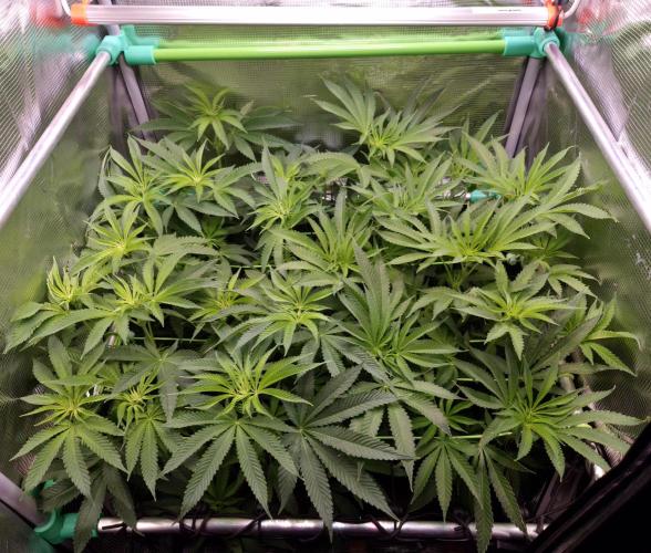 • LemonOrange •. Week 7 - D49/7F