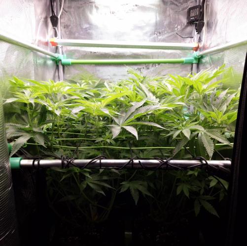 • LemonOrange •. Week 7