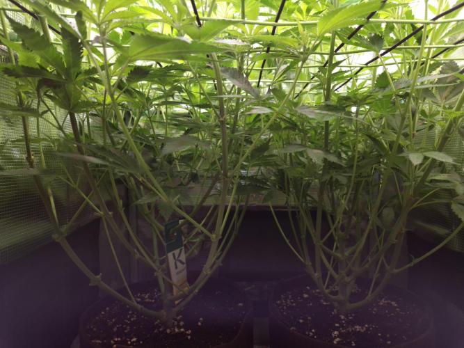 • LemonOrange •. Week 7 - D49/7F