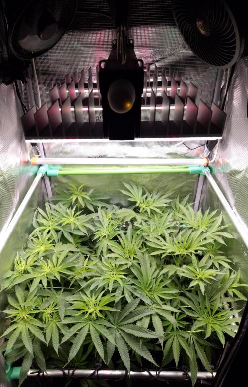 • LemonOrange •. Week 7