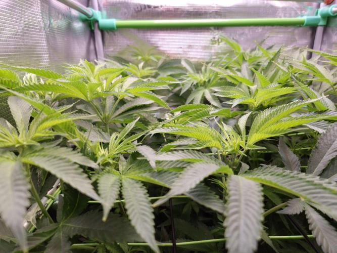 • LemonOrange •. Week 7