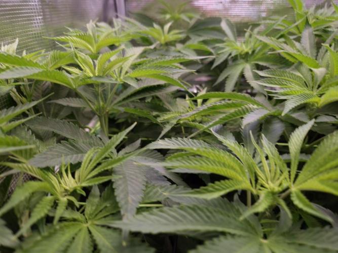 • LemonOrange •. Week 7